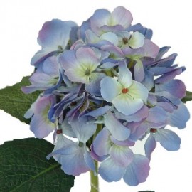 Hortensia 48cm. azul