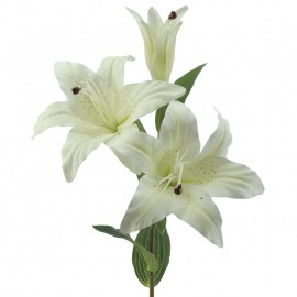 Lilium 70cm. CREMA