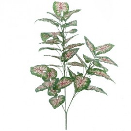 CALADIUM  X 3, 105 CMS.