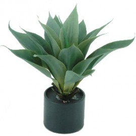 AGAVE (EN MACETA) 52 CMSØ17,5