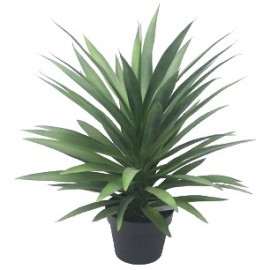 YUCCA (C/MACETA)