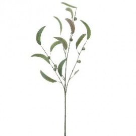 EUCALYPTUS 80 CMS -&