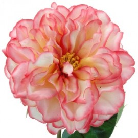 ROSA 54 CMS -&