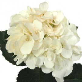 HORTENSIA 48 CMS-&