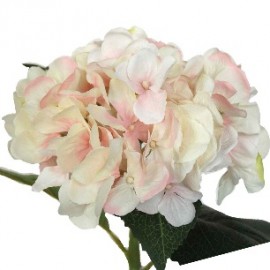 HORTENSIA 48 CMS-&