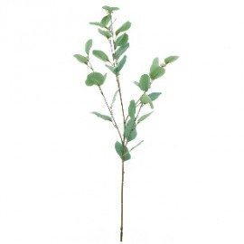 EUCALYPTUS 90 CMS-&