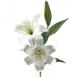 LILIUM (T.N) -&