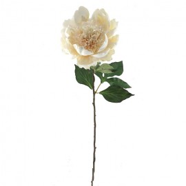 PEONIA COLECCION THAIS -&